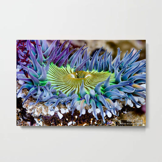 0086 Starburst Anemone in Greens, Blues, and Purples