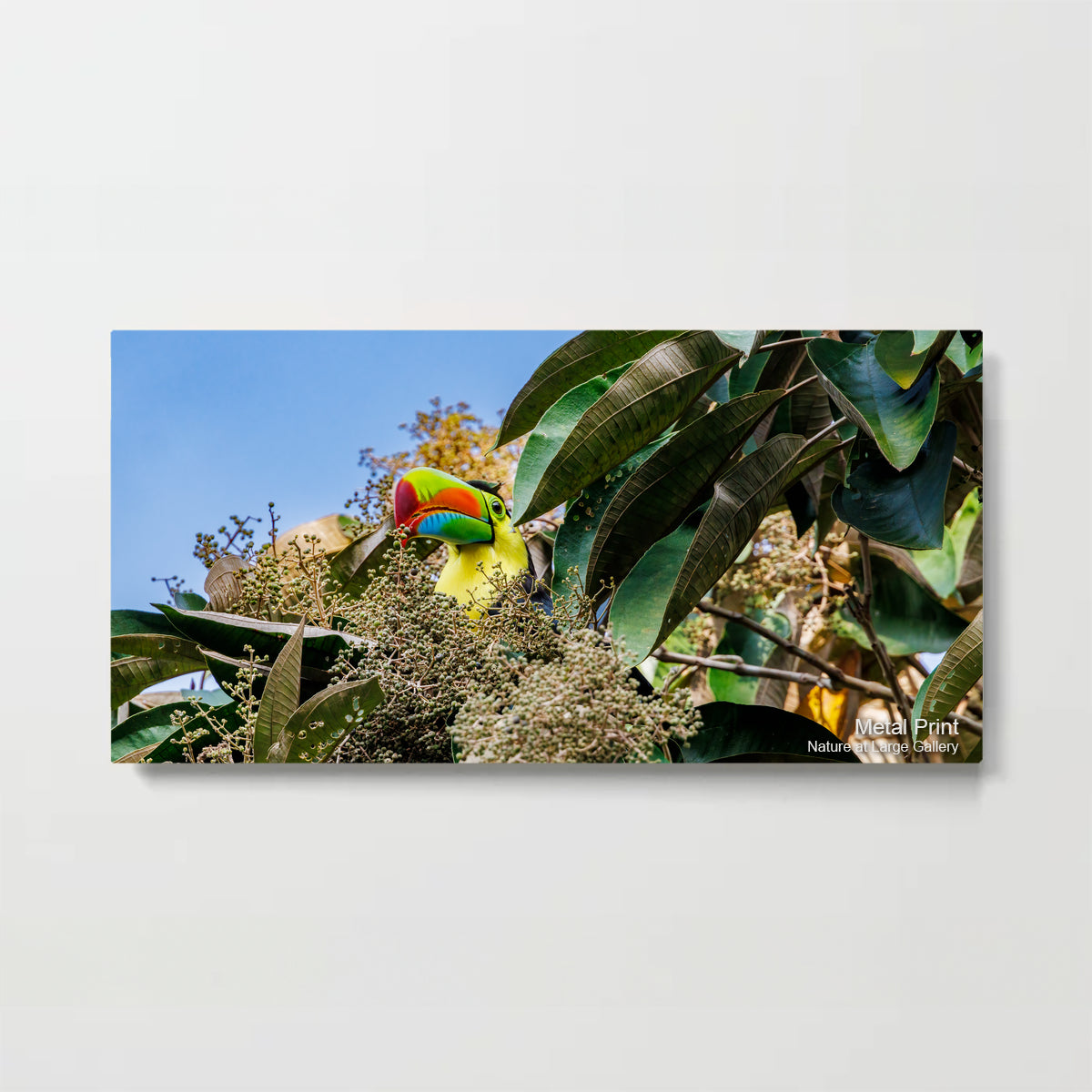 0282 Toucan in Treetops