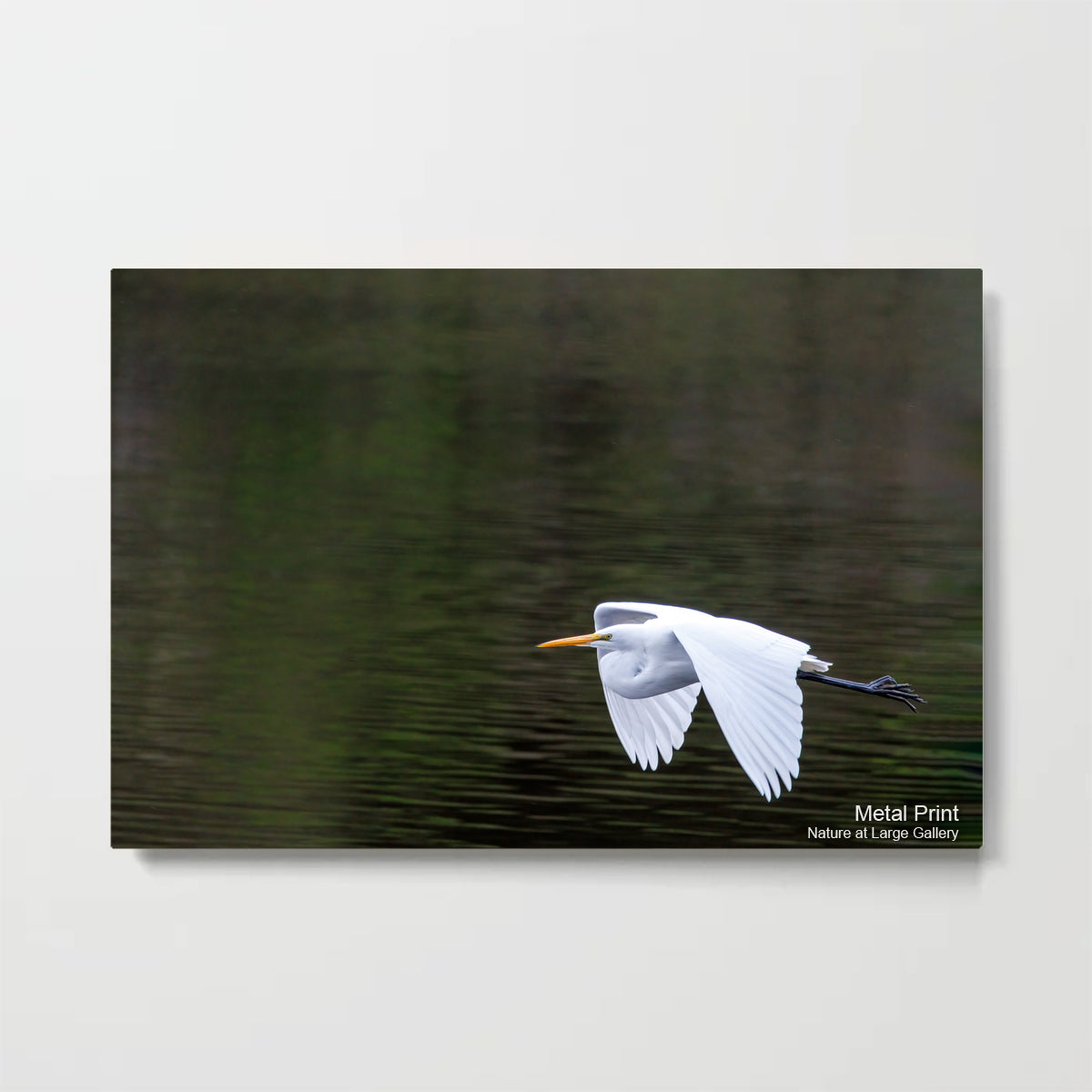 1262 Great Egret over Green Pond