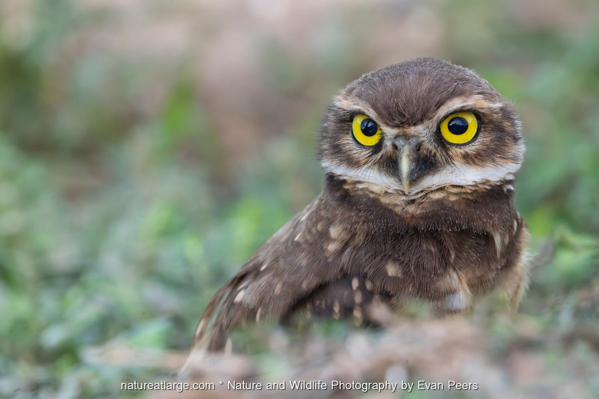 Young burrowing owl with wide yellow eyes standing alert among soft green grass in the Pantanal, Brazil