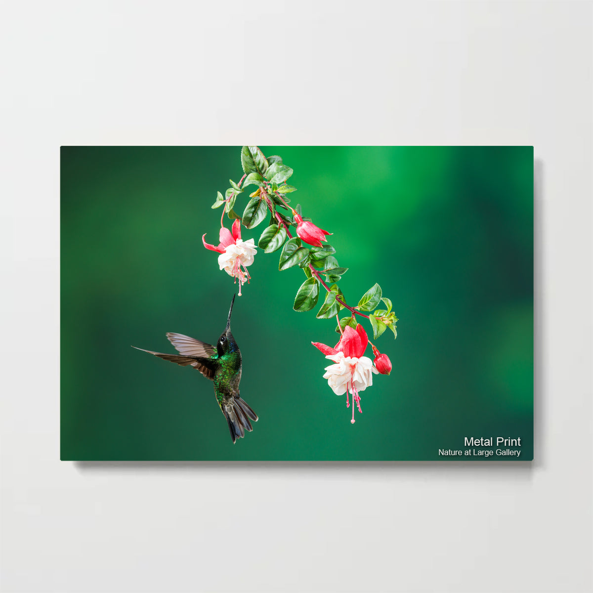 2305 Fiery Throated Hummingbird with Flowers
