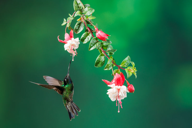 2305 Fiery Throated Hummingbird with Flowers