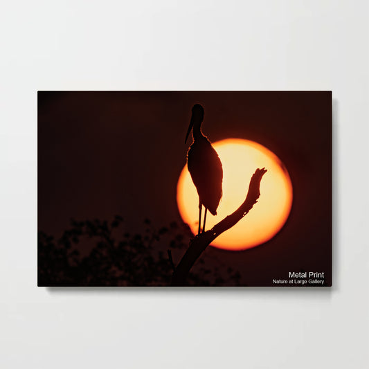 2809 | Morning's Glow