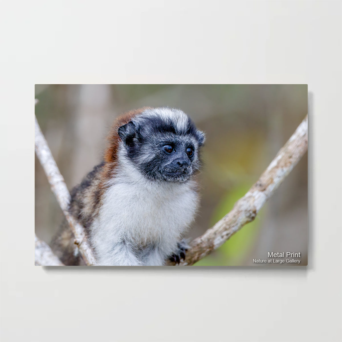 3781 Geoffrey's Tamarin