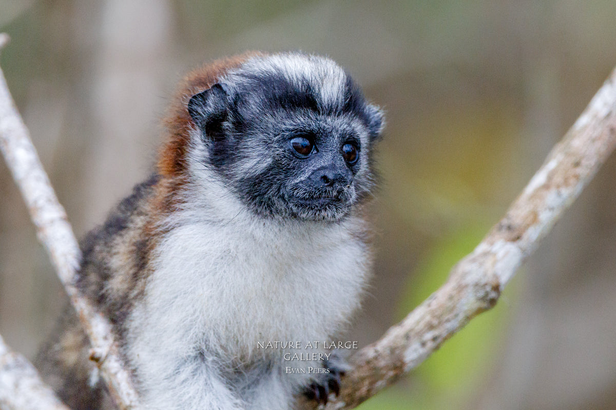 3781 Geoffrey's Tamarin