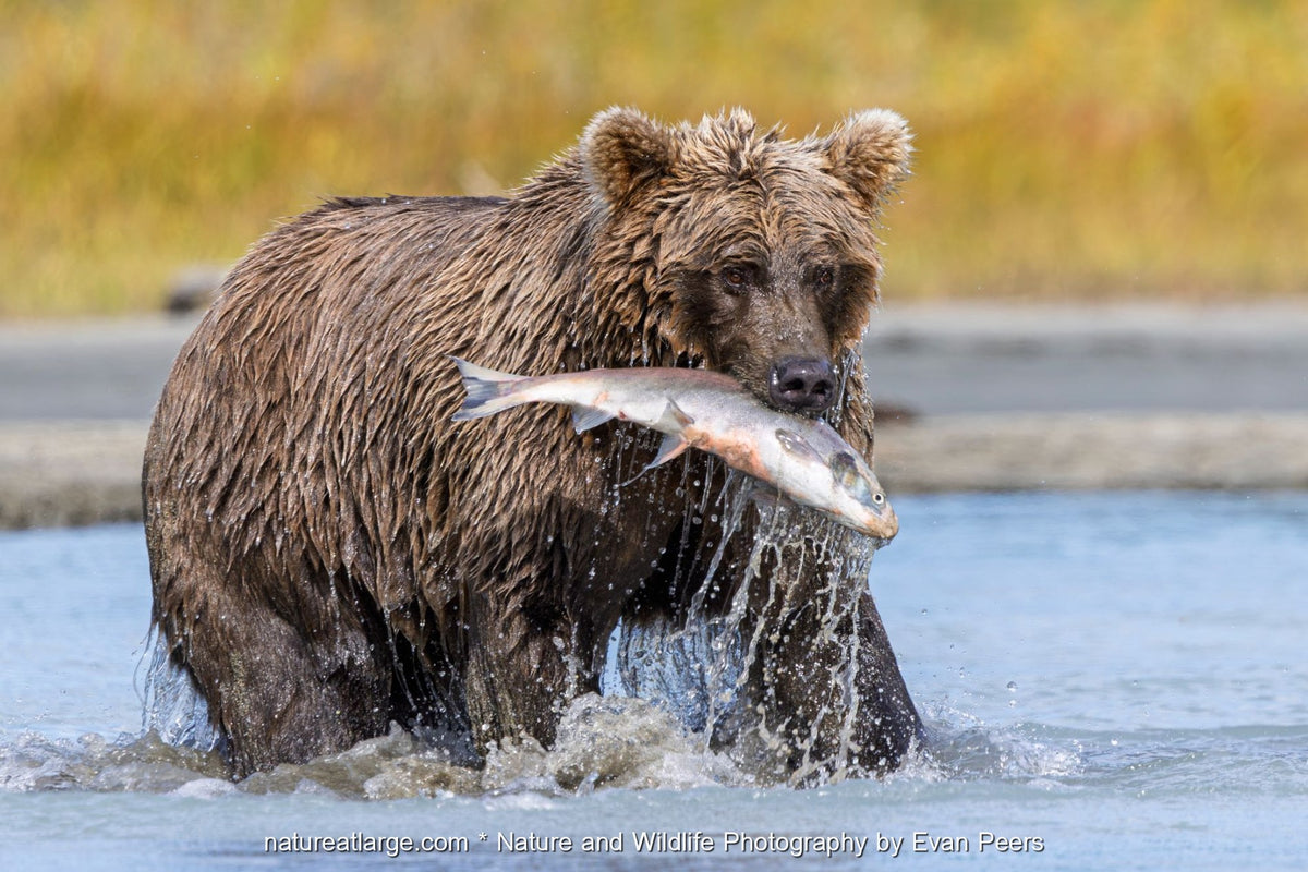 Coastal brown bear holding a freshly caught salmon in its jaws while standing in shallow water in Lake Clark National Park, Alaska