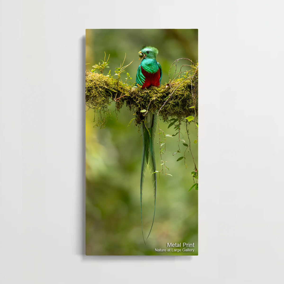 6490 Resplendent Quetzal