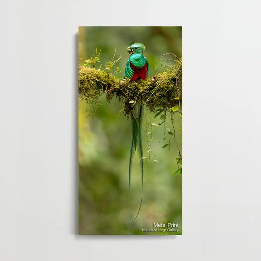 6490 Resplendent Quetzal