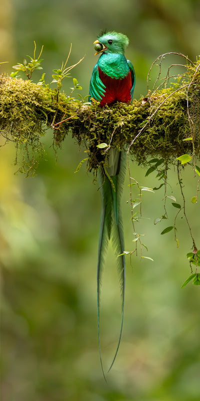 6490 Resplendent Quetzal