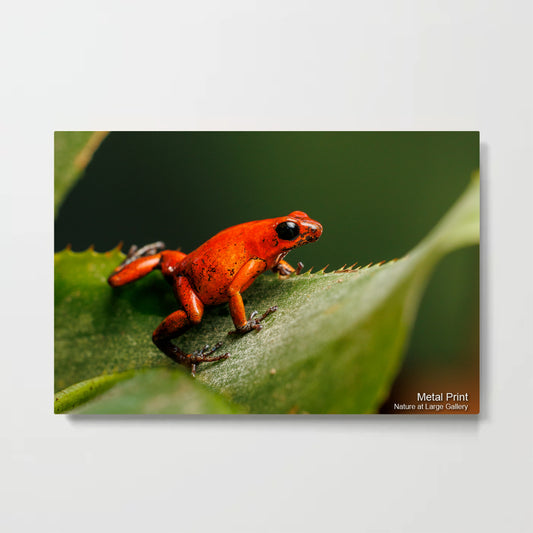 8178 Strawberry Poison Dart Frog