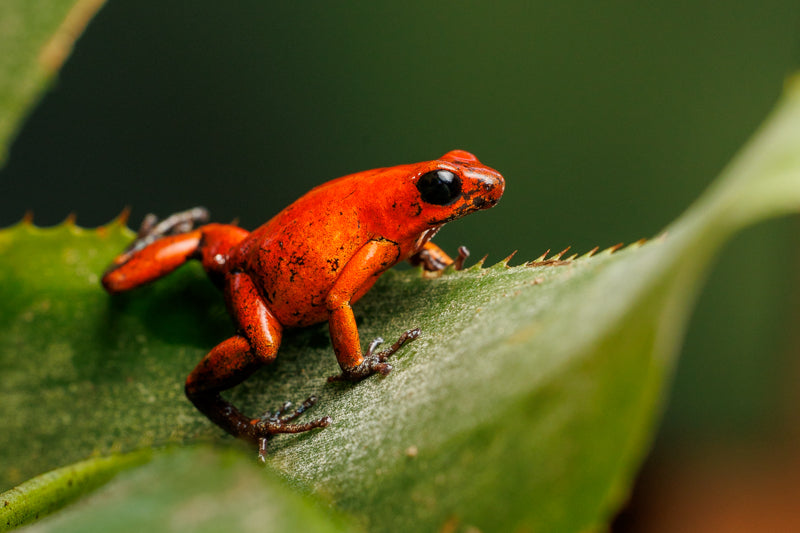 8178 Strawberry Poison Dart Frog
