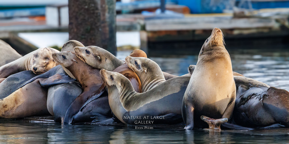 8301 Joy to the World