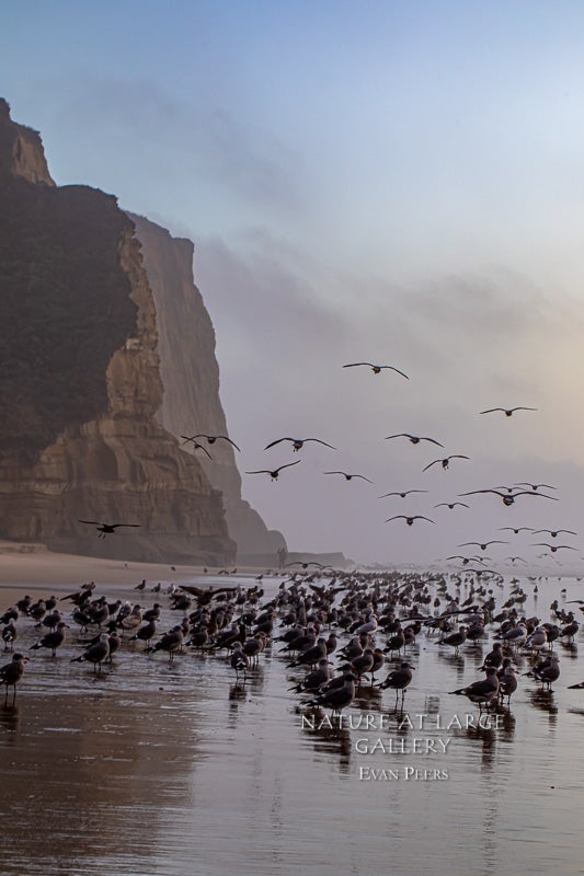 0185 San Gregorio Bluffs with Gulls
