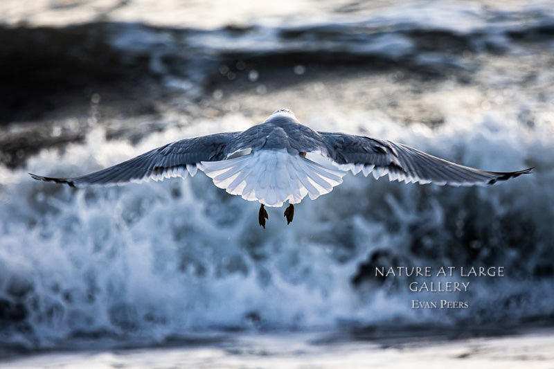 0375 Western Gull Wingspan
