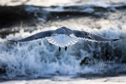 0375 Western Gull Wingspan