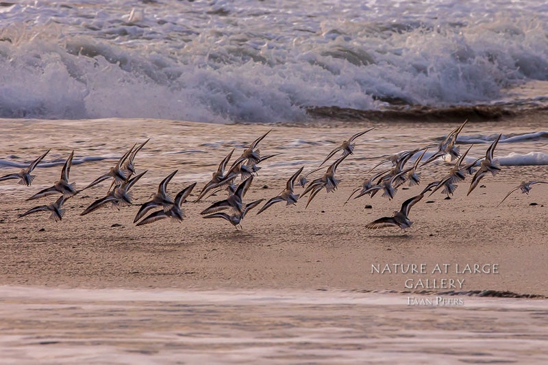 0467 Sanderling Flock Flying