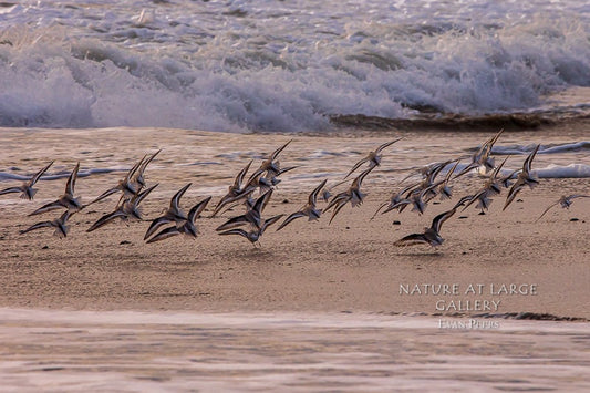 0467 Sanderling Flock Flying