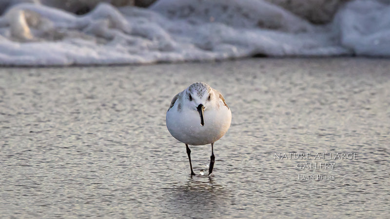 0499 Sanderling Running from Wave
