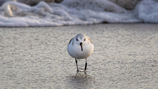 0499 Sanderling Running from Wave