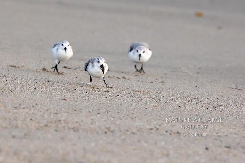 0558 Three Sanderlings In The Chase