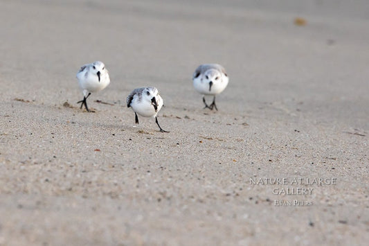 0558 Three Sanderlings In The Chase