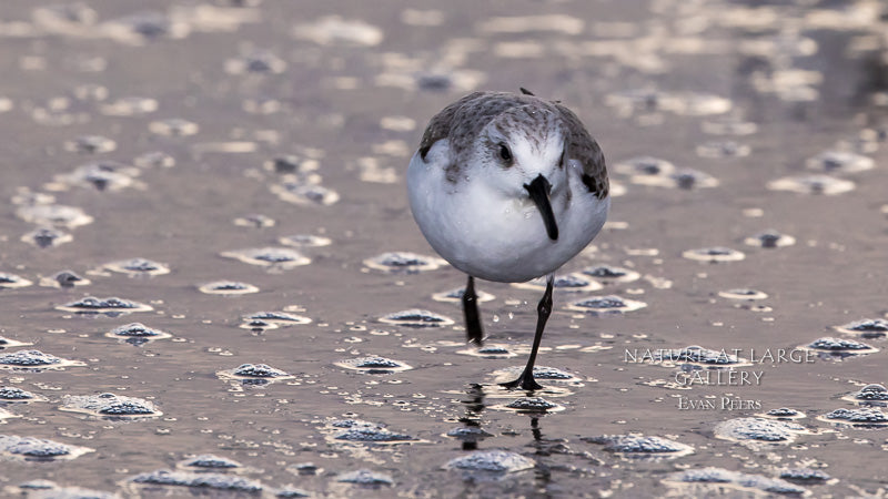 0581 Sanderling Running on Bubbles