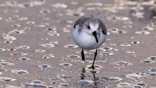 0581 Sanderling Running on Bubbles