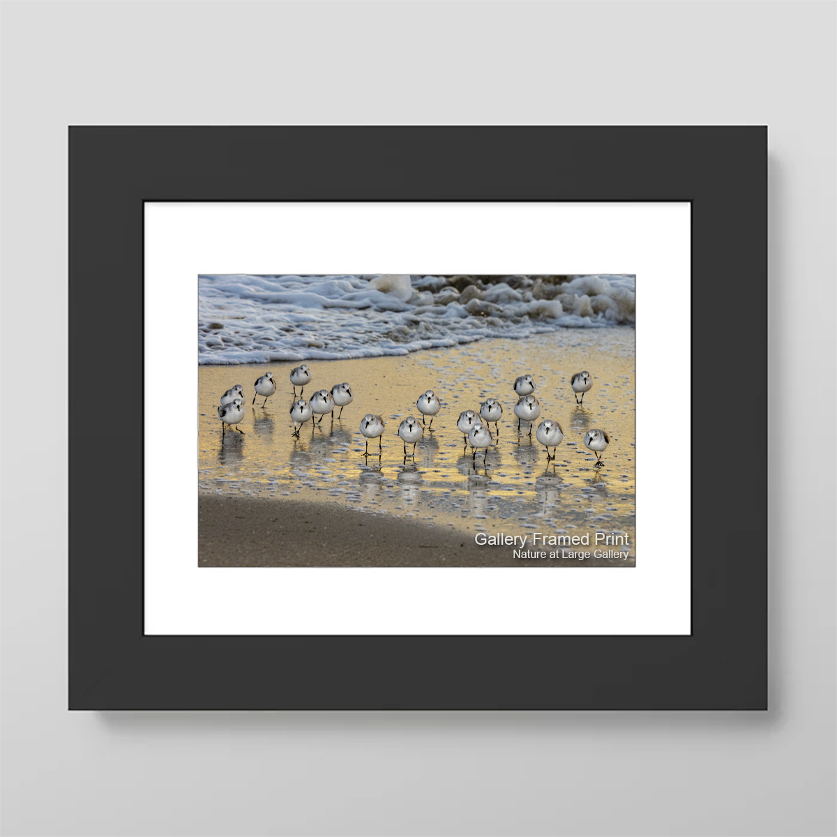 0600 Dancing Sanderlings