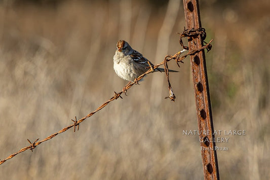 0928 Sparrow on Rusty Wire