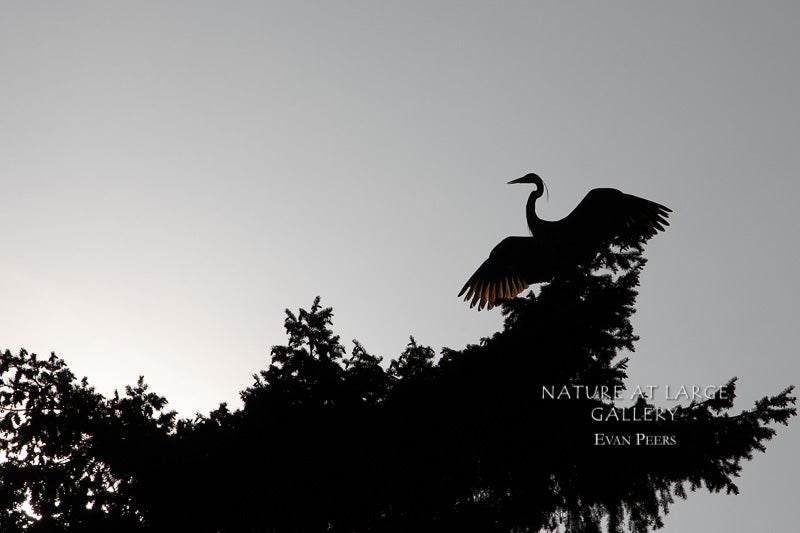 1002 Great Blue Heron in Tree