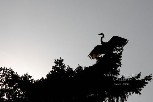 1002 Great Blue Heron in Tree