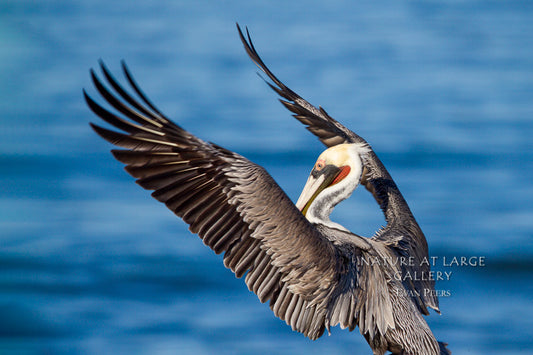 1077 Pelican Maestro