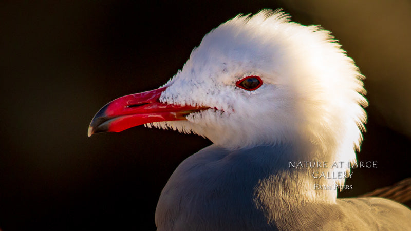 1427 Heerman's Gull Fuzzy Head