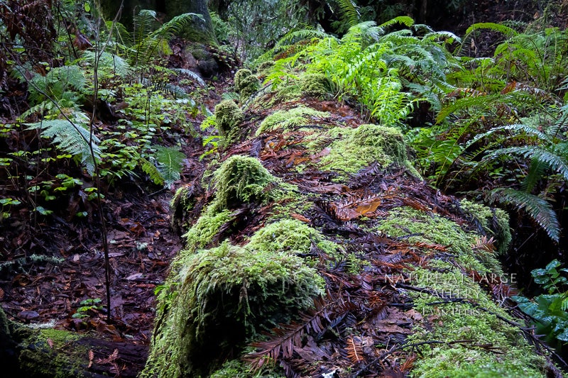 1942 Redwood Regrowth