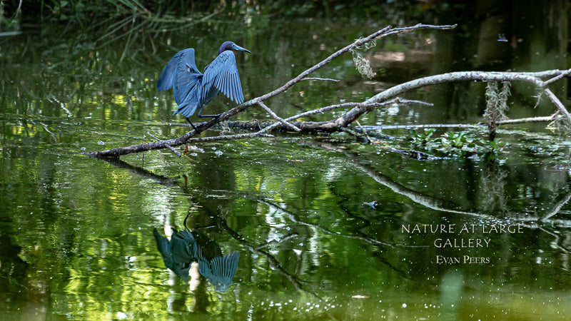3549 Little Blue Heron on Branches