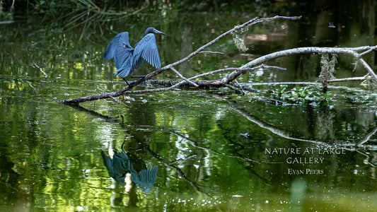 3549 Little Blue Heron on Branches