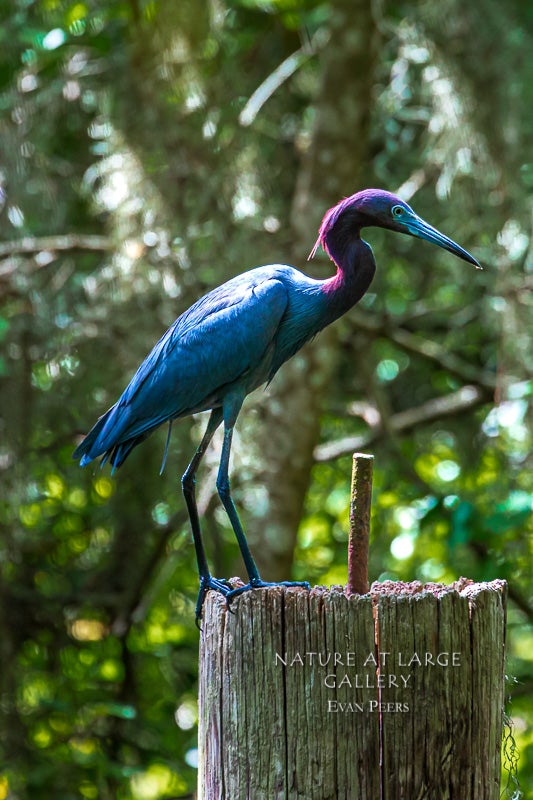 3551 Little Blue Heron on Post