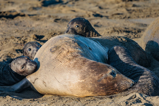 4254 Elephant Seal Daycare