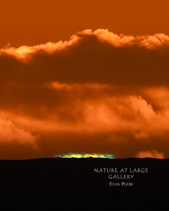 4837P Rainbow Flash, Vertical, Close