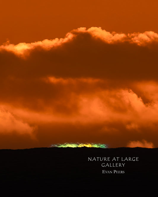 4837P Rainbow Flash, Vertical, Close