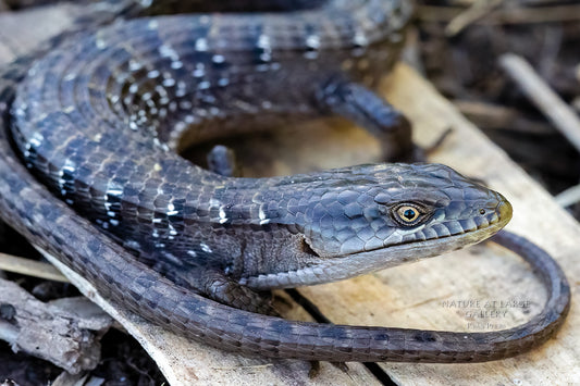 6557 Southern Alligator Lizard coils its long tail