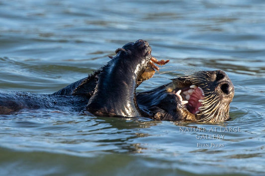 7313 Otter Crab Dinner