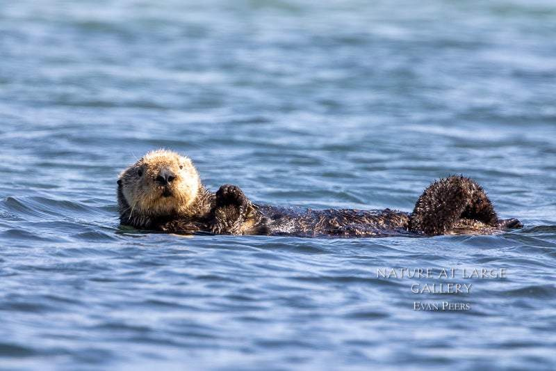 7662 Otter Relaxation