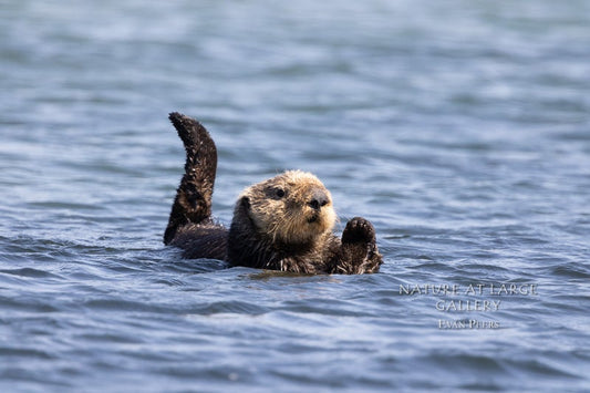 7665 Otter Contemplation