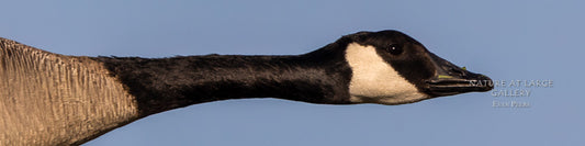 7793 Canada Goose in Flight