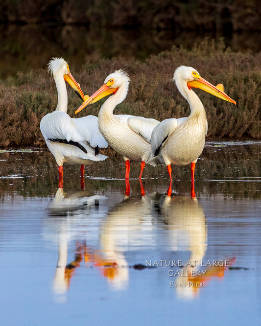 7892 White Pelican Trio