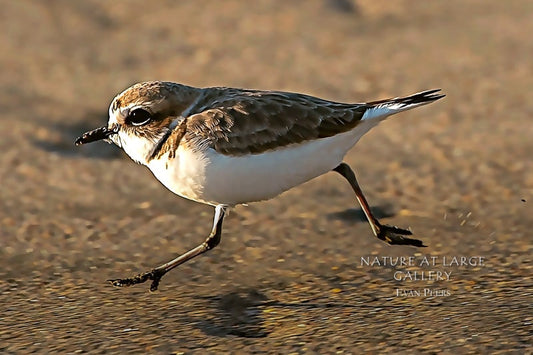8554 Juvenile Plover Running