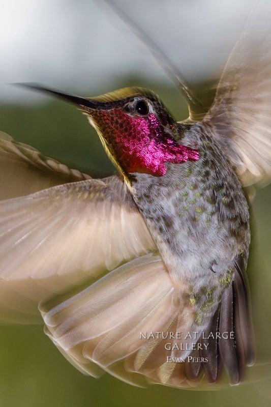 8555P "Spirit" Anna's Hummingbird Vertical