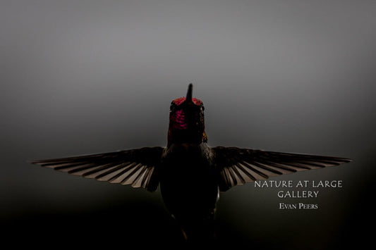 8876 Humm Shadow Wings