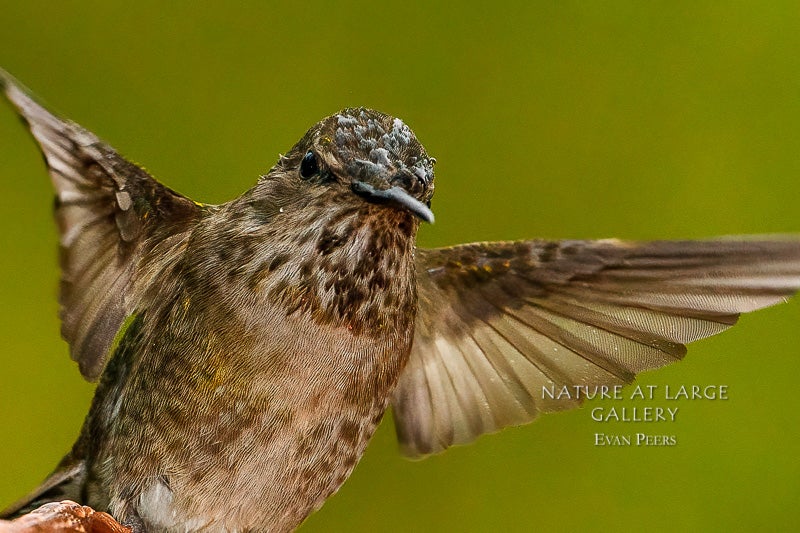 8897 Wet Anna's Hummingbird